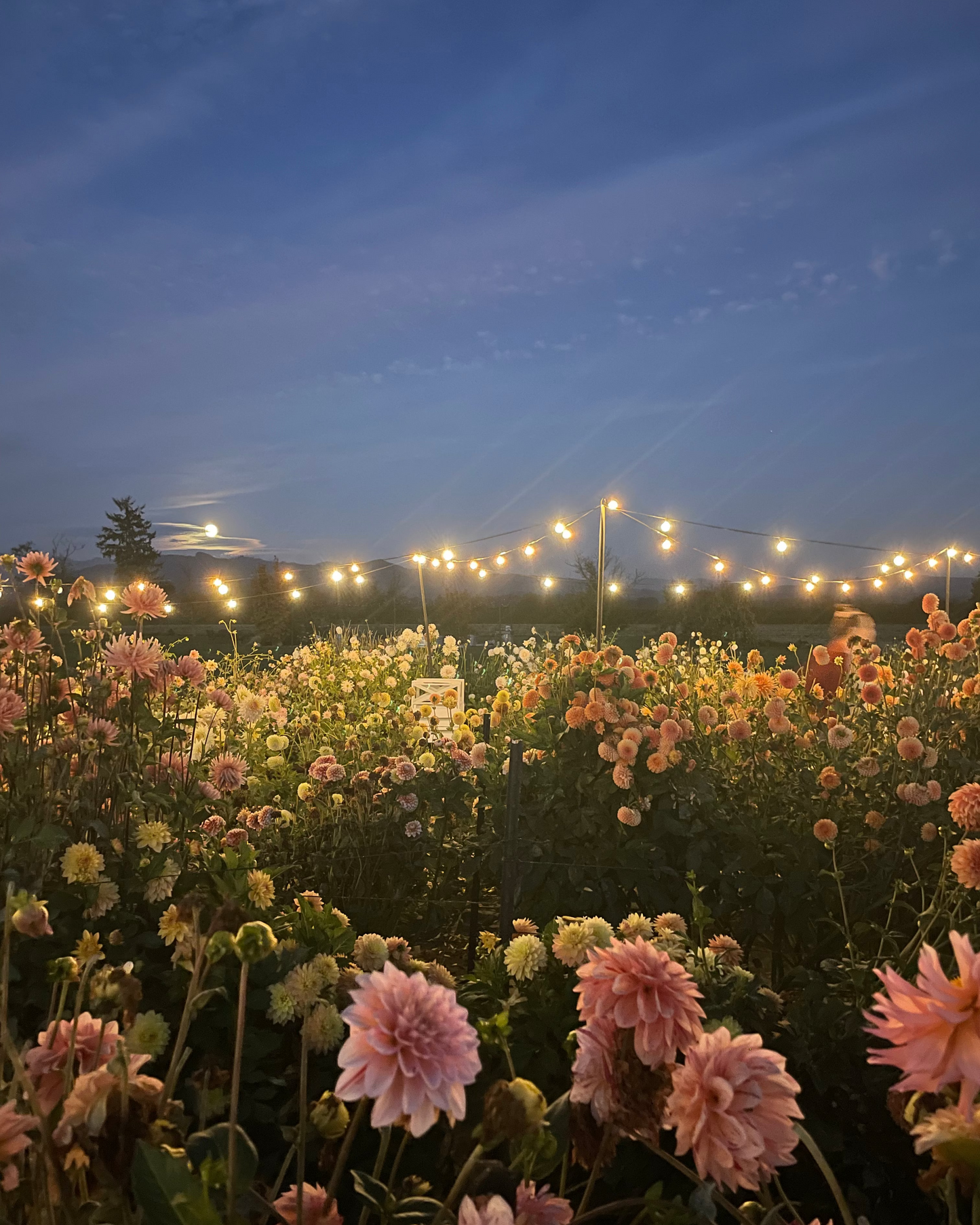 The Flower Field at Golden Hour: SUNDAY 6PM