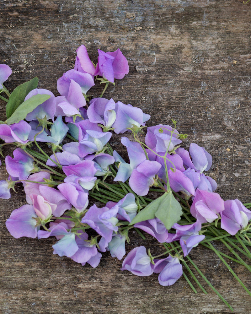 Sweet Pea Turquoise Lagoon