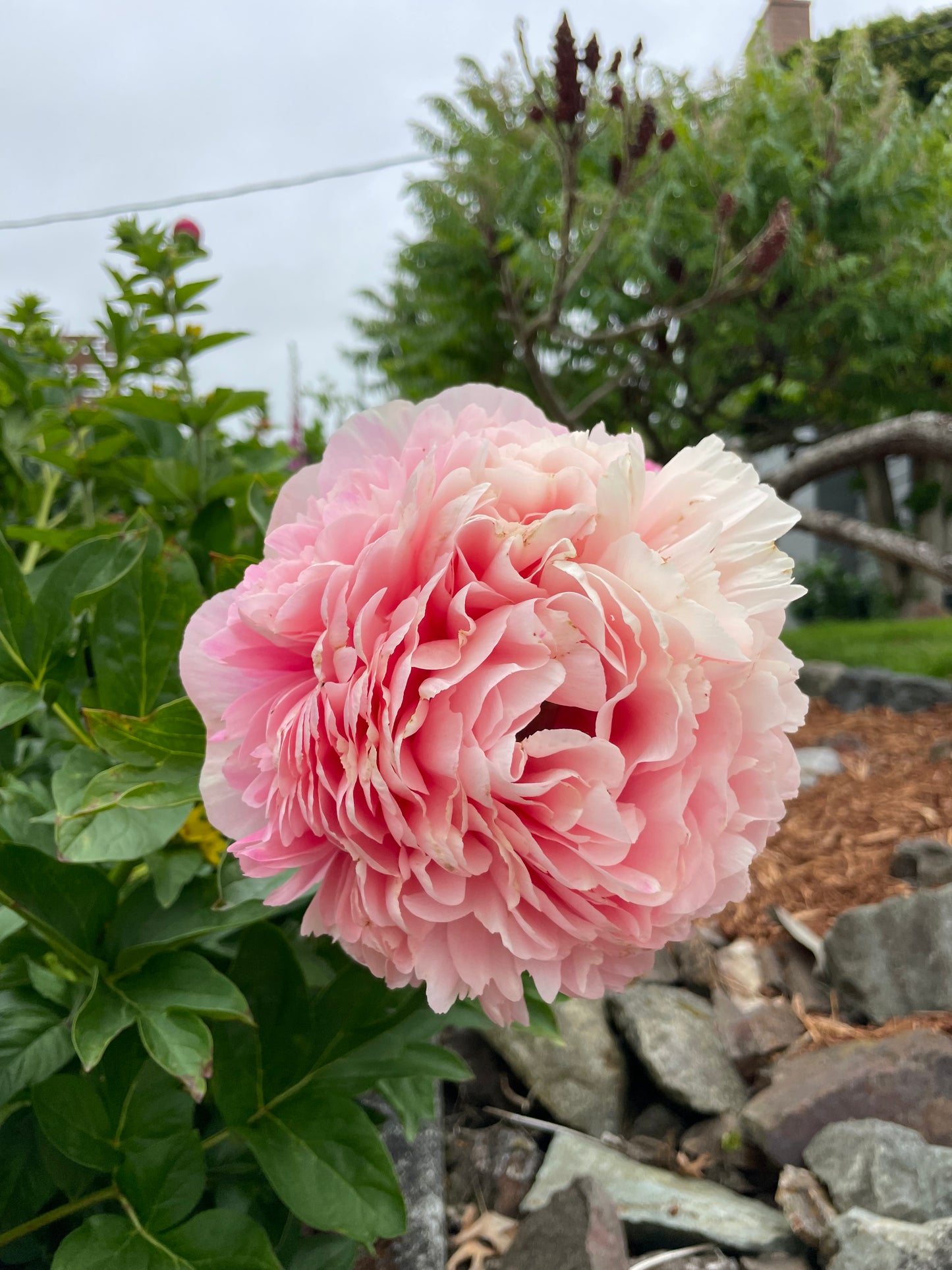 Peony Command Performance