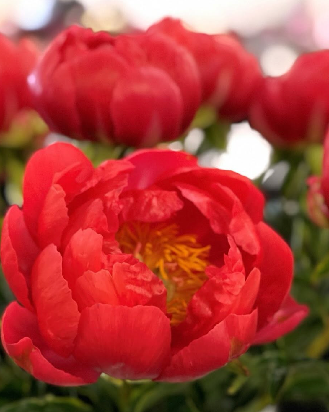 A close-up of a vibrant red Coral Magic peony flower in full bloom, with its yellow-orange center visible, surrounded by other red blossoms and green foliage in a softly blurred background.
