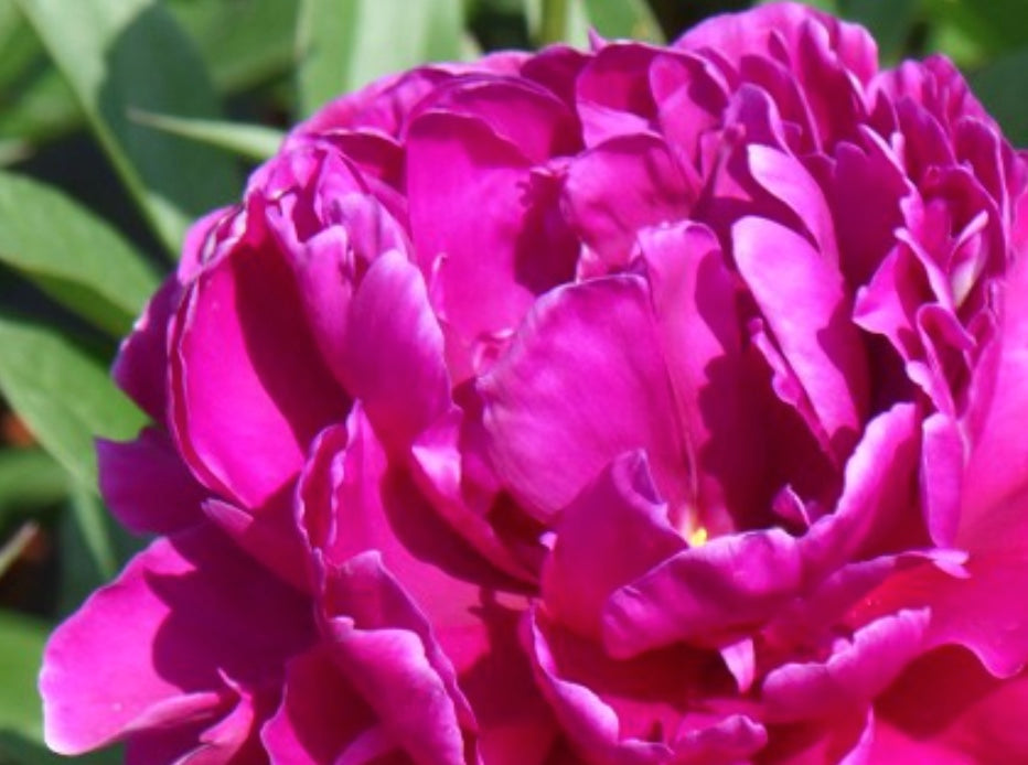 Peony Karl Rosenfield