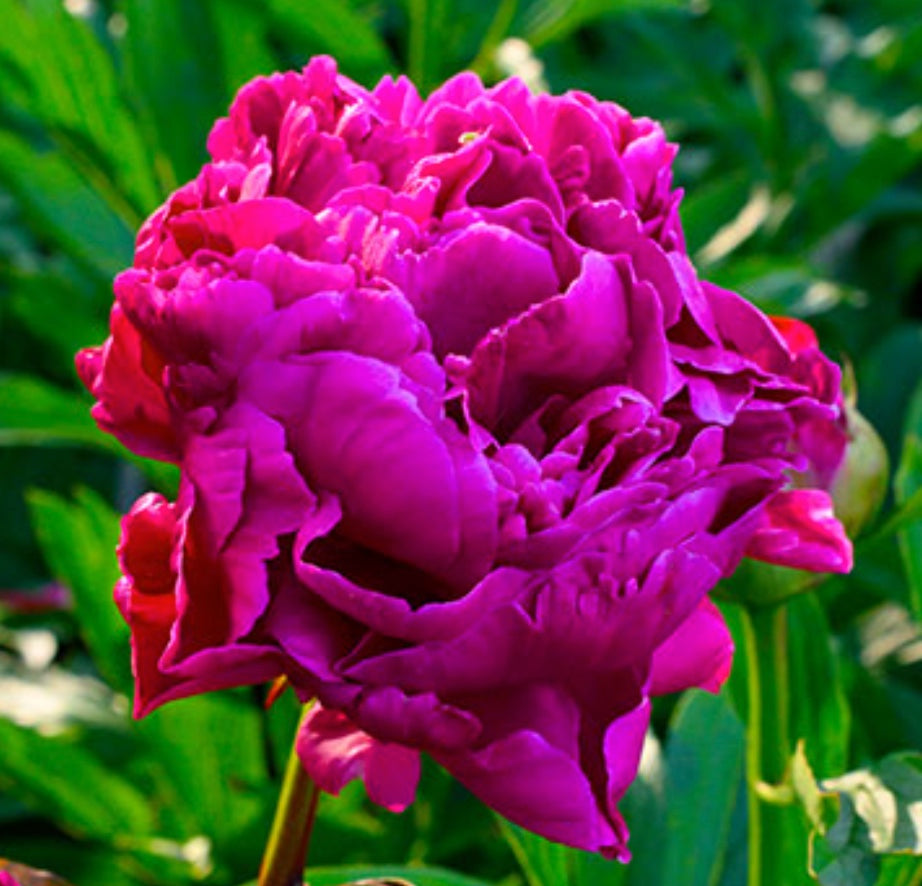 Peony Karl Rosenfield