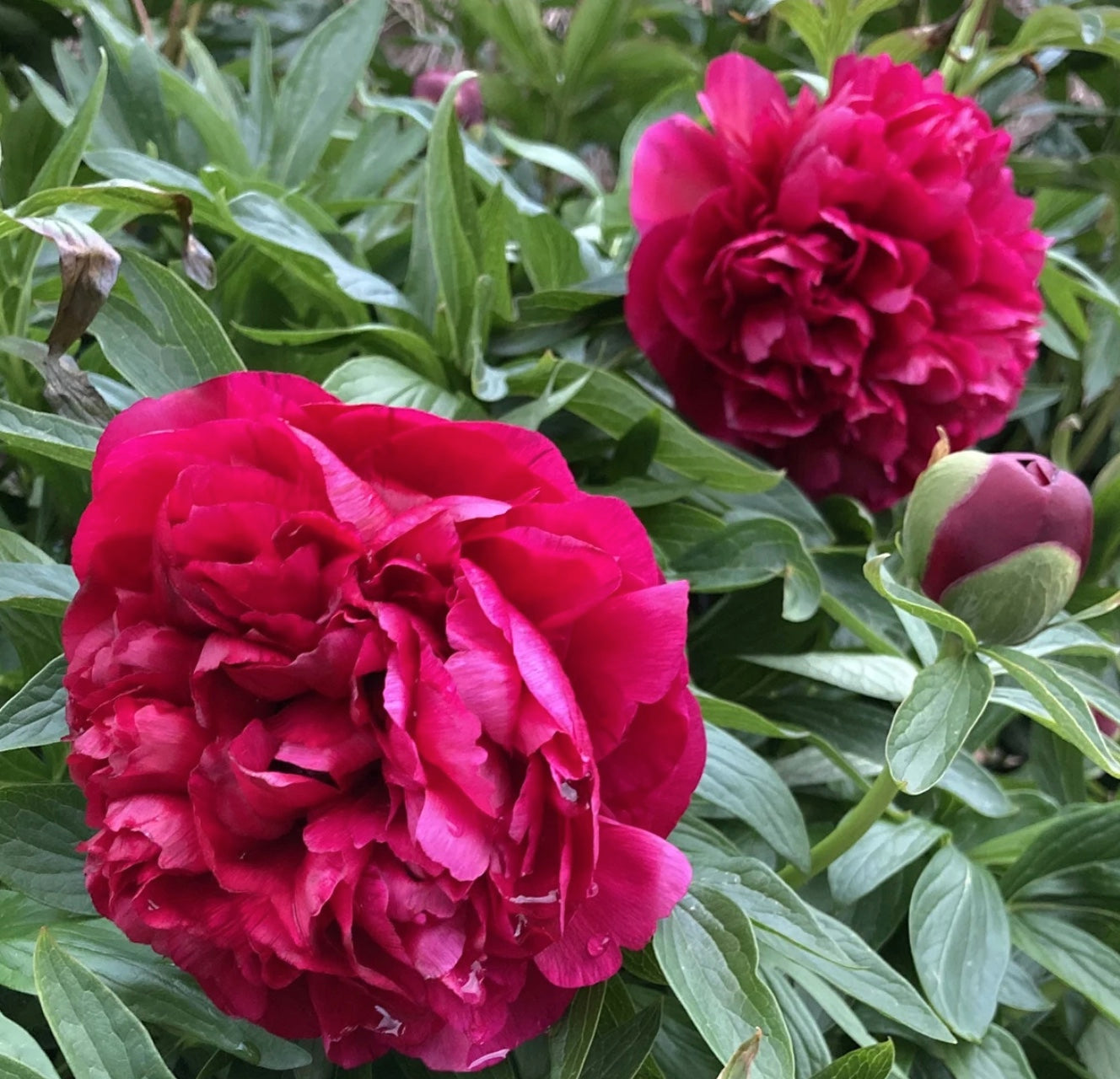 Peony Karl Rosenfield