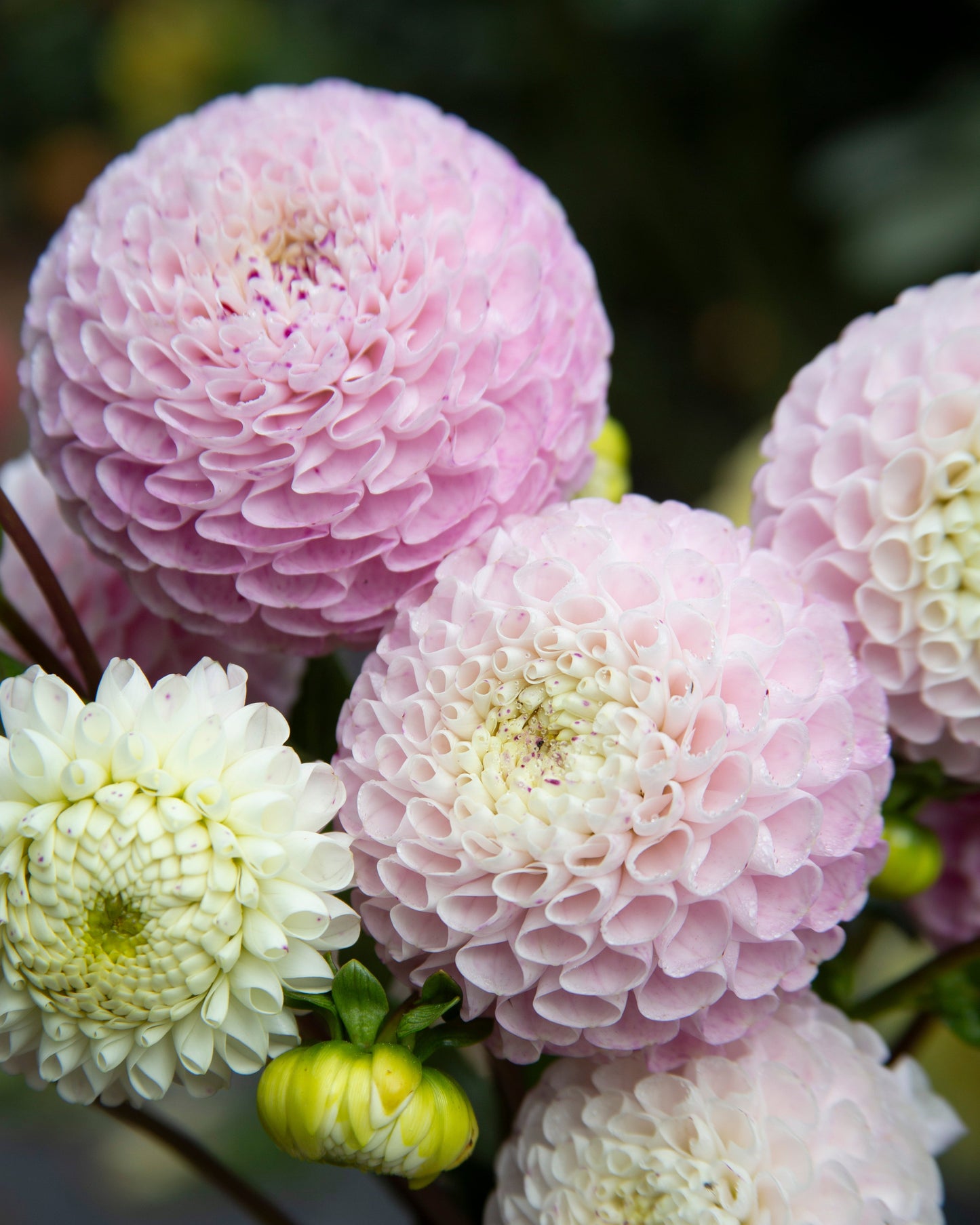 A close-up of pink and white dahlia flowers with a small yellow-green bud, photographed outdoors against a blurred green background.