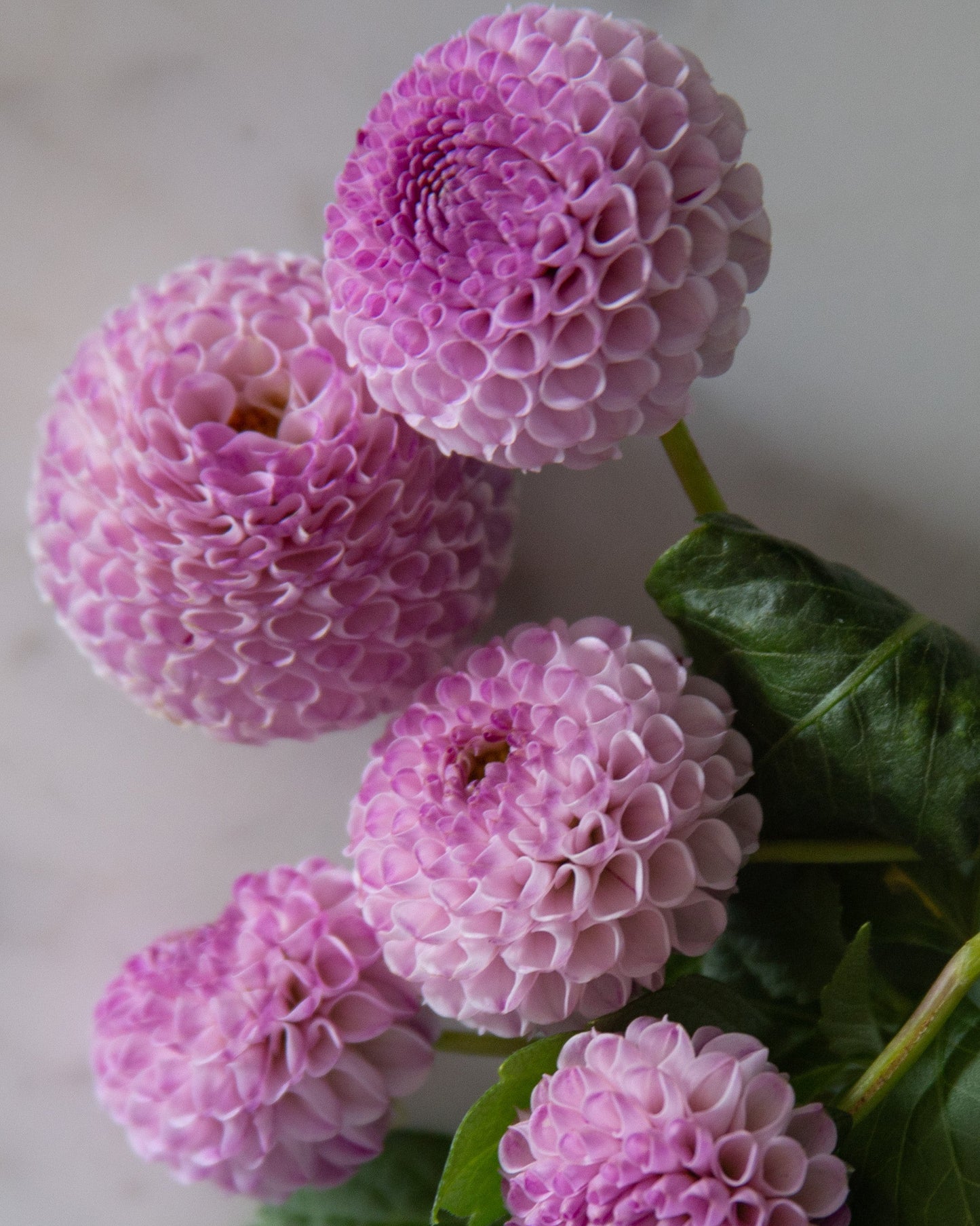 Irish Speckles (Cutting)