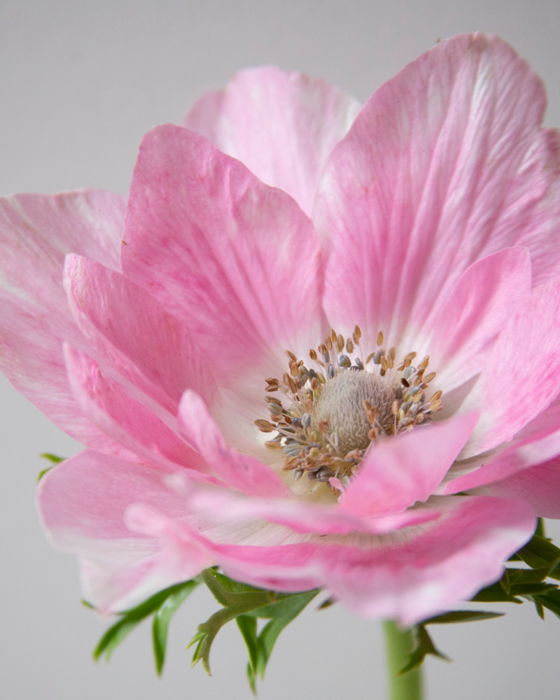 Close-up image of a pink Anemone Tigre Salmone flower with visible stamens and petals.