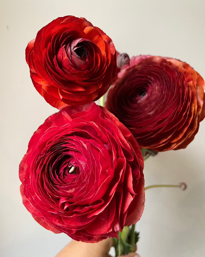 A trio of deep garnet red Italian ranunculus Cioccolato flowers held in a hand against a white background