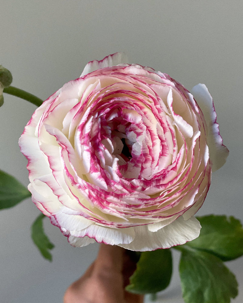 Pink picotee Italian ranunculus