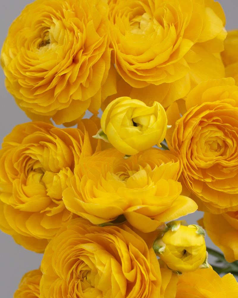 Bright yellow Italian ranunculus flowers in a bouquet against a gray background