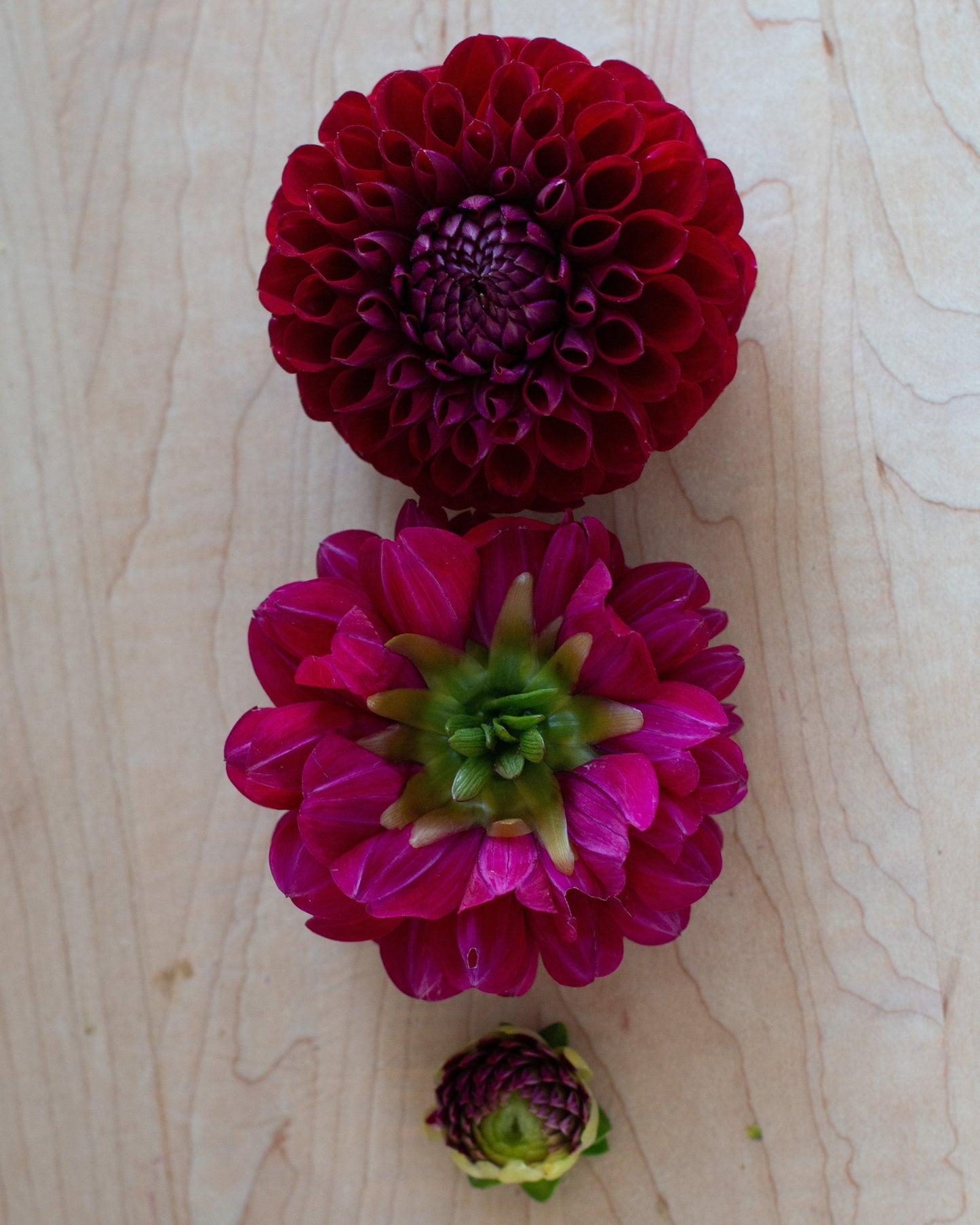 Three fresh dahlia flowers in magenta, deep red, and bud stage arranged on a light wood grain surface.