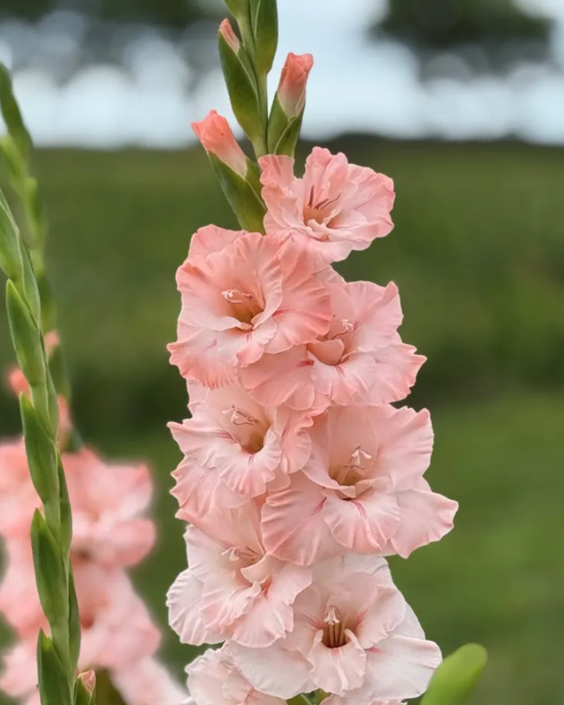 Gladiolus Jarama