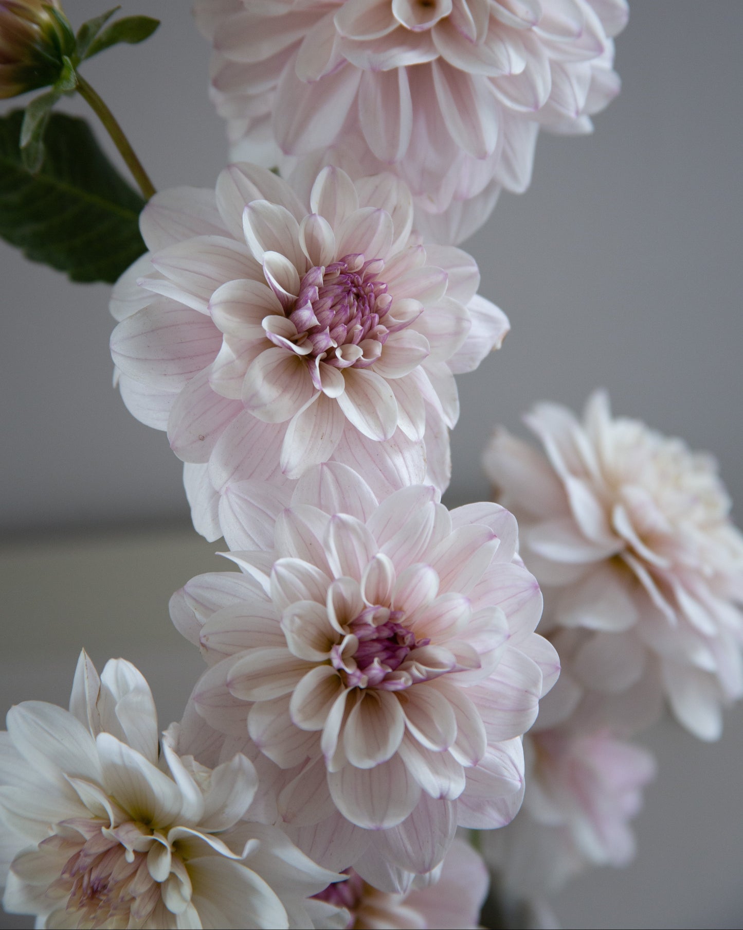 A close-up of pale blush pink dahlia flowers with soft layered petals and darker pink centers, photographed against a soft gray background.