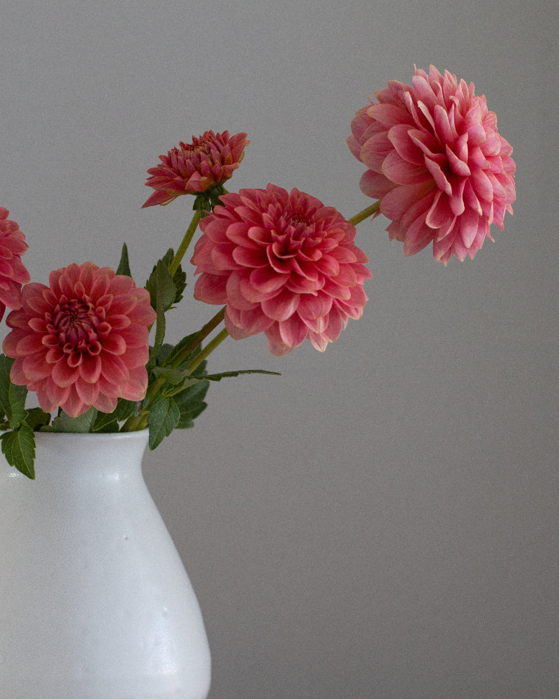 KA's® Boho Peach (Cutting)