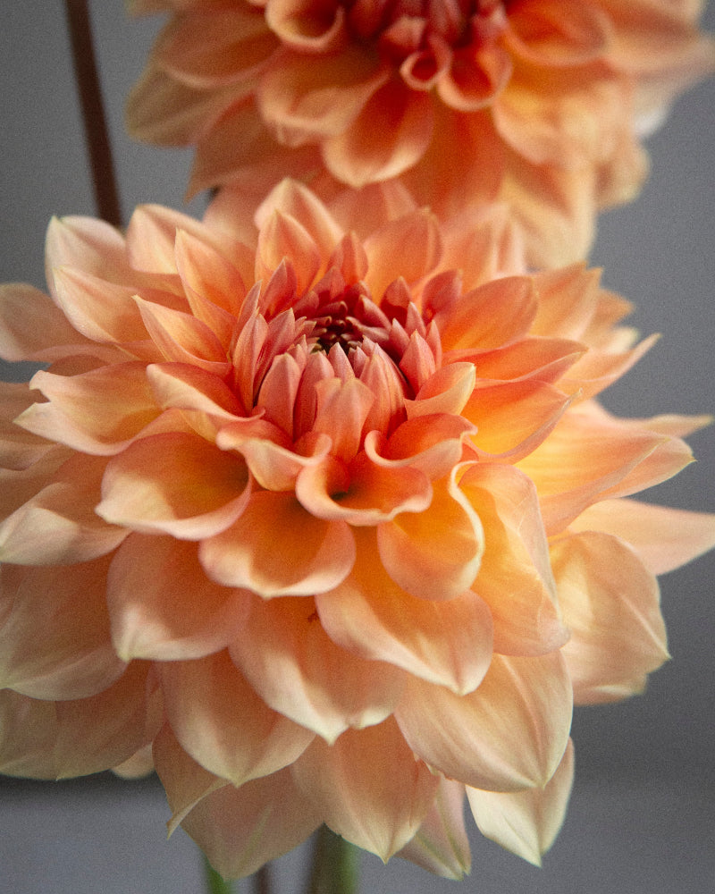 KA's® Sunny Cove (Cutting)