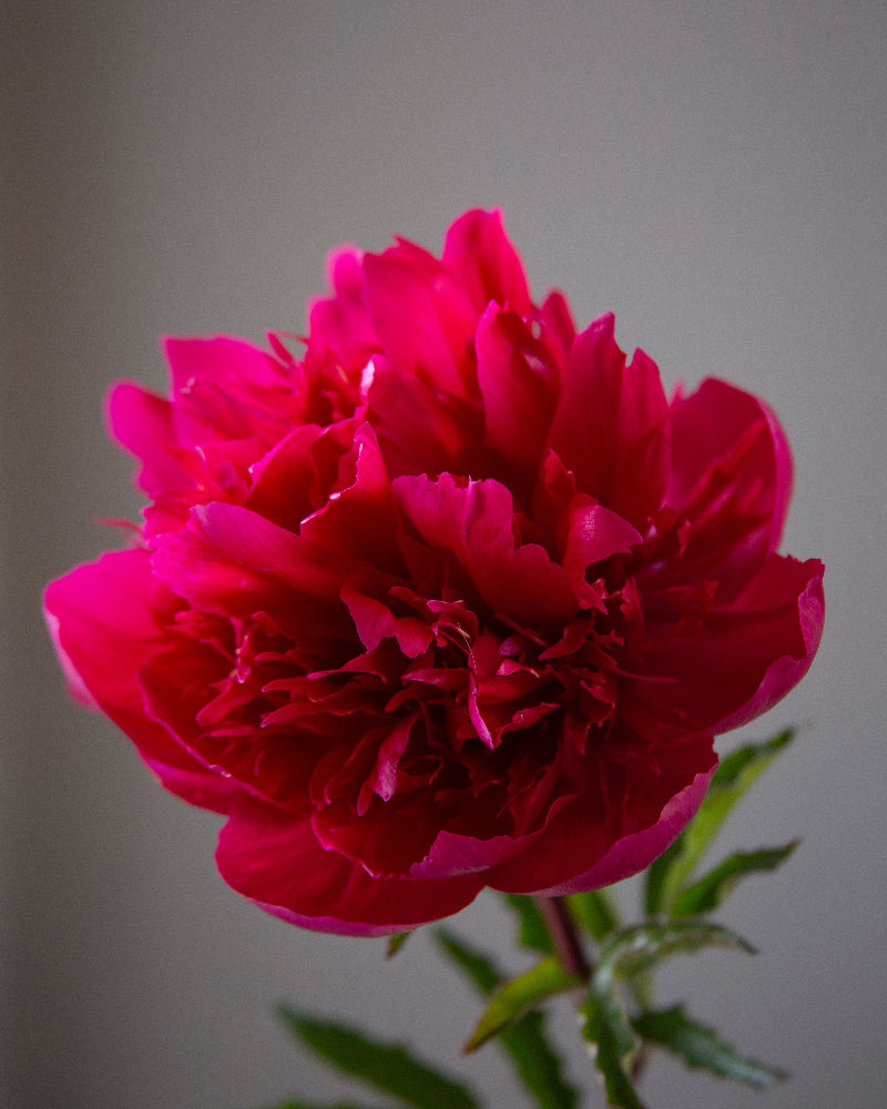 Close-up of a vibrant pink peony flower against a plain background