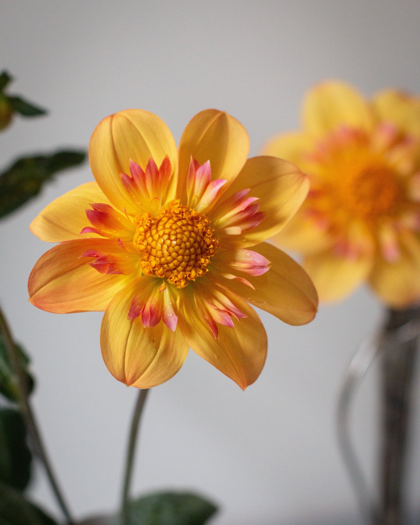 A close-up of a yellow dahlia flower with pink-tipped petals and a bright orange-yellow center, with a second blurred flower in the background.