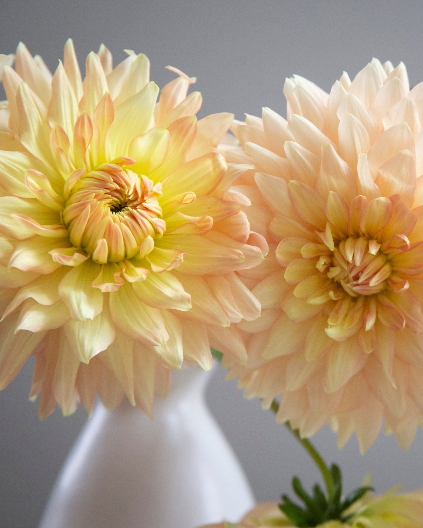 Three large pale peach dahlia flowers with yellow centers, arranged in front of a soft gray background with a white vase visible at the bottom.