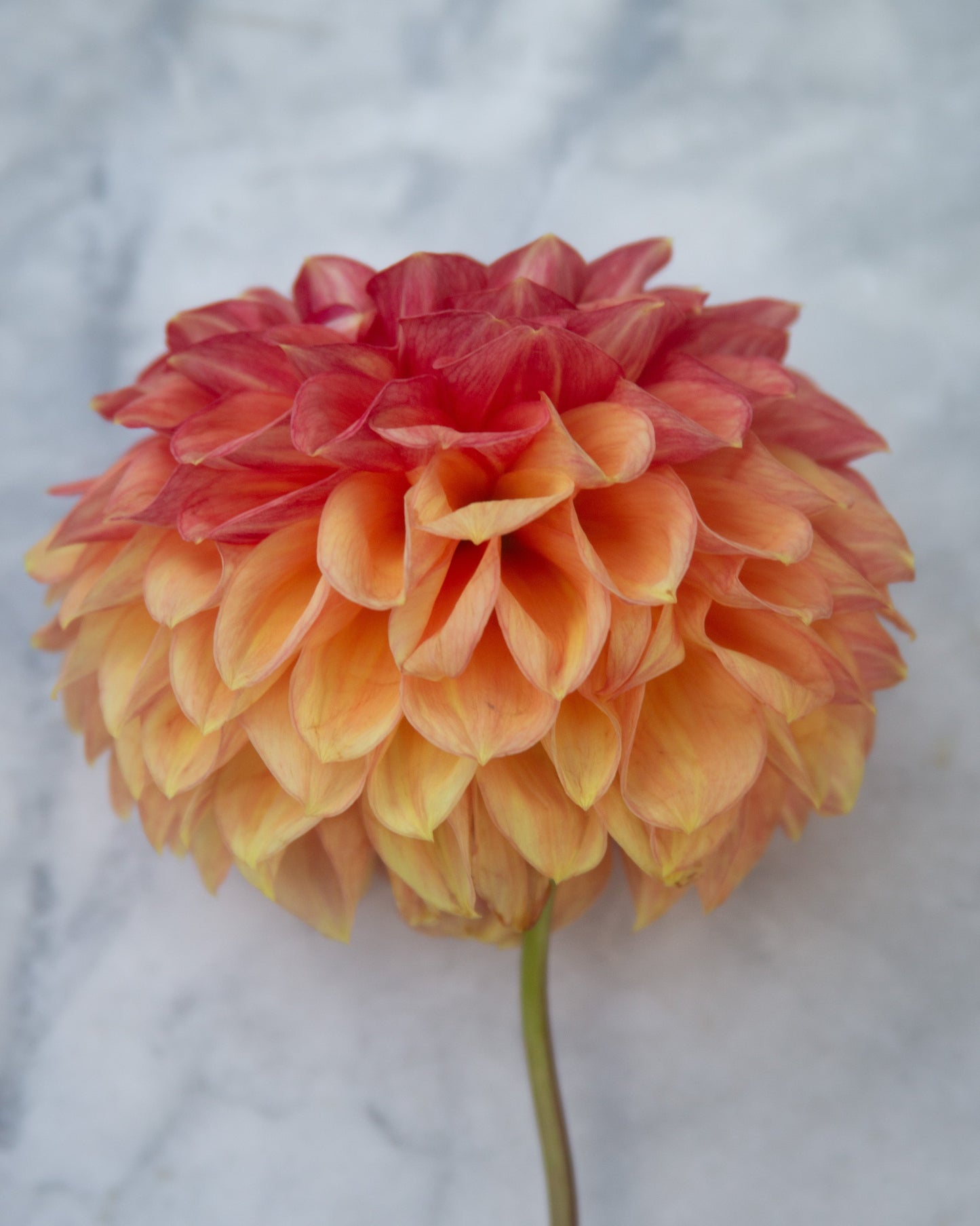 A single dahlia flower with layered petals transitioning from deep red at the top to pale yellow at the bottom, attached to a green stem against a light gray marble background.