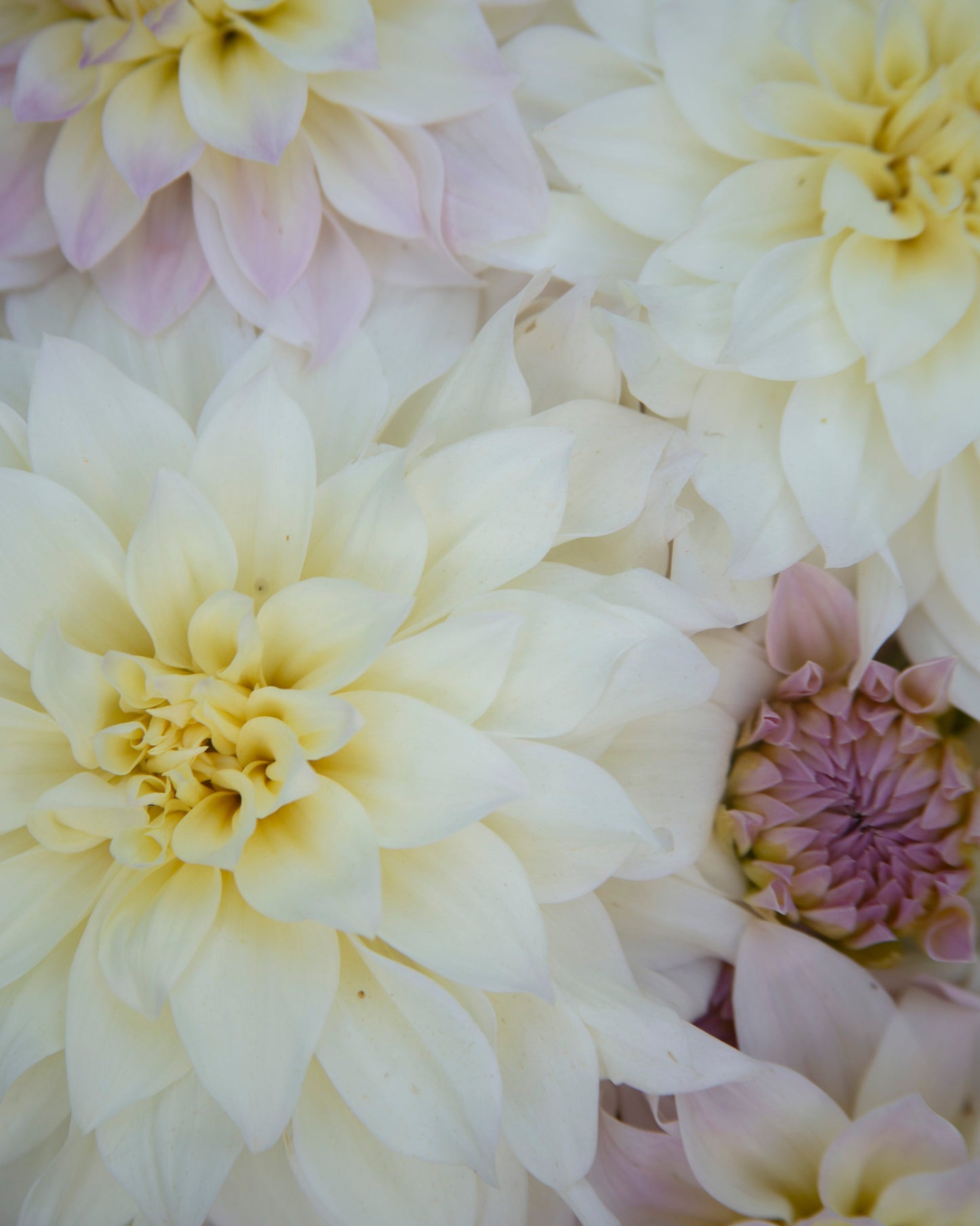 A close-up of large dahlia flowers in soft cream, pale yellow, and light lavender tones, filling the frame.