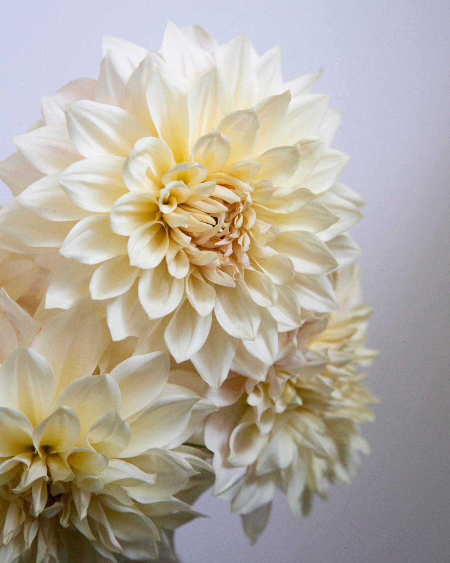 Creamy white dahlia flowers in full bloom, photographed close-up against a soft light gray background.