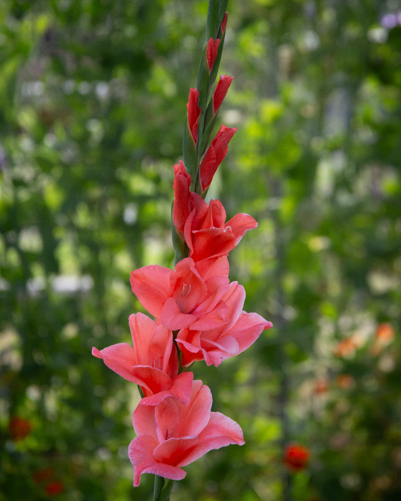 Gladiolus New Release