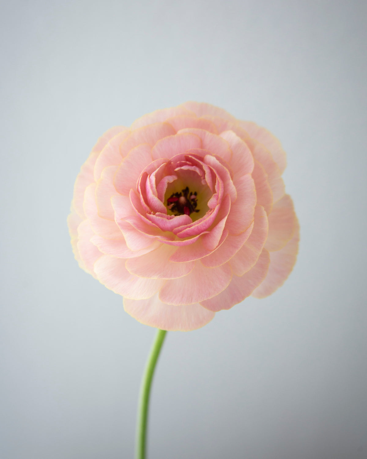 Single pink flower on a gray background