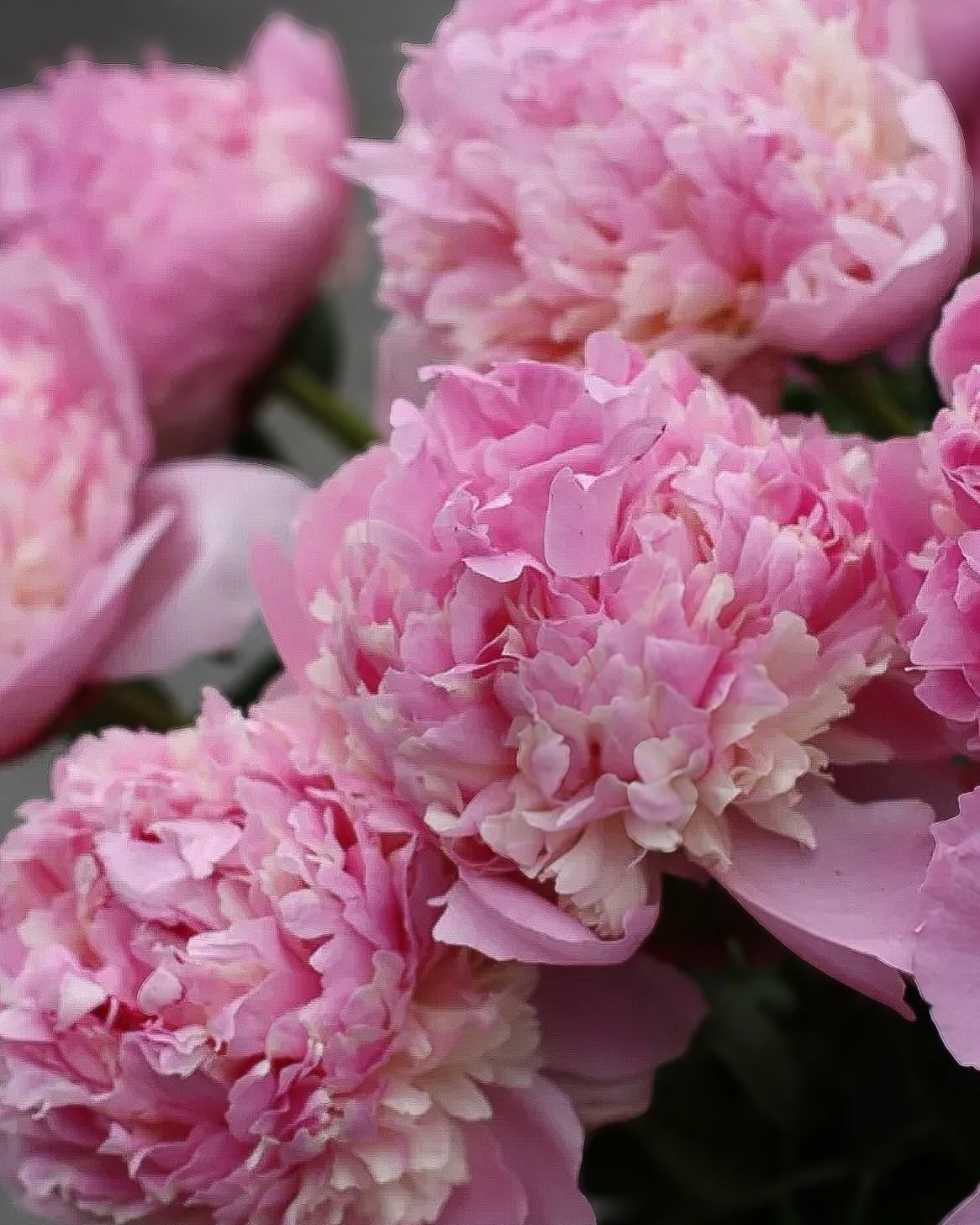 Close-up of pink Angel Cheeks peony flowers with layered ruffled petals and soft cream highlights, photographed in full bloom.