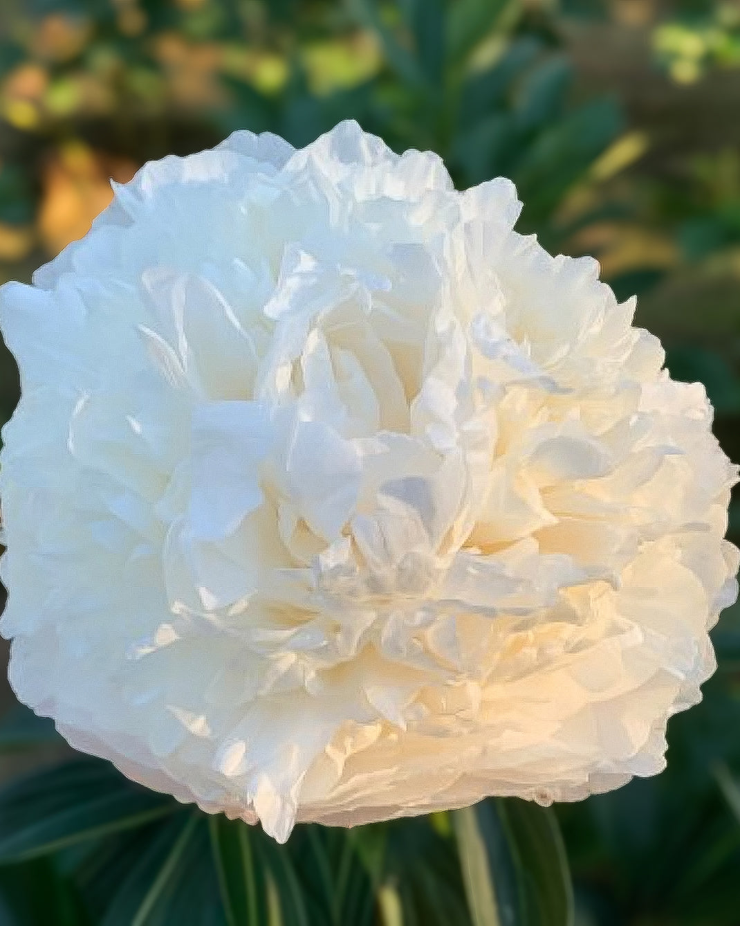 A large, ruffled white Bowl of Cream peony flower in full bloom, photographed outdoors against a soft, blurred green foliage background.