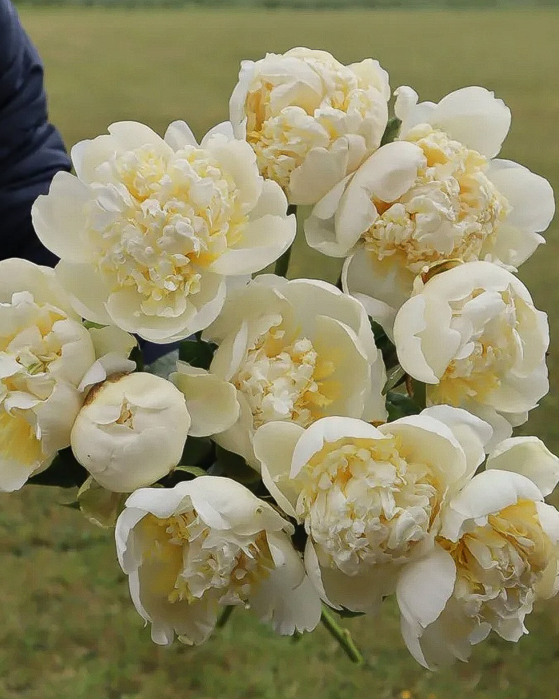 A close-up bouquet of large cream and pale yellow Bridal Grace peony flowers held outdoors against a blurred green grassy background. A small portion of a person's dark sleeve is visible at the left edge.