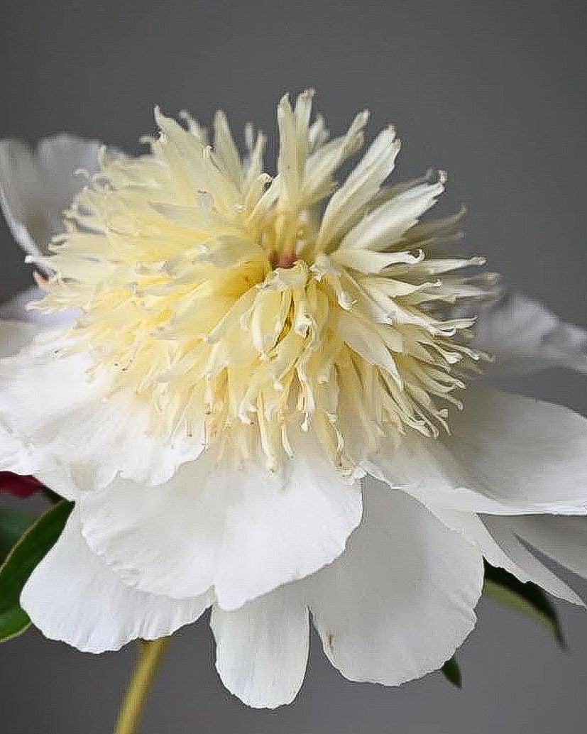 A close-up of a white Honey Gold peony flower with a dense, fluffy pale yellow center against a soft gray background.