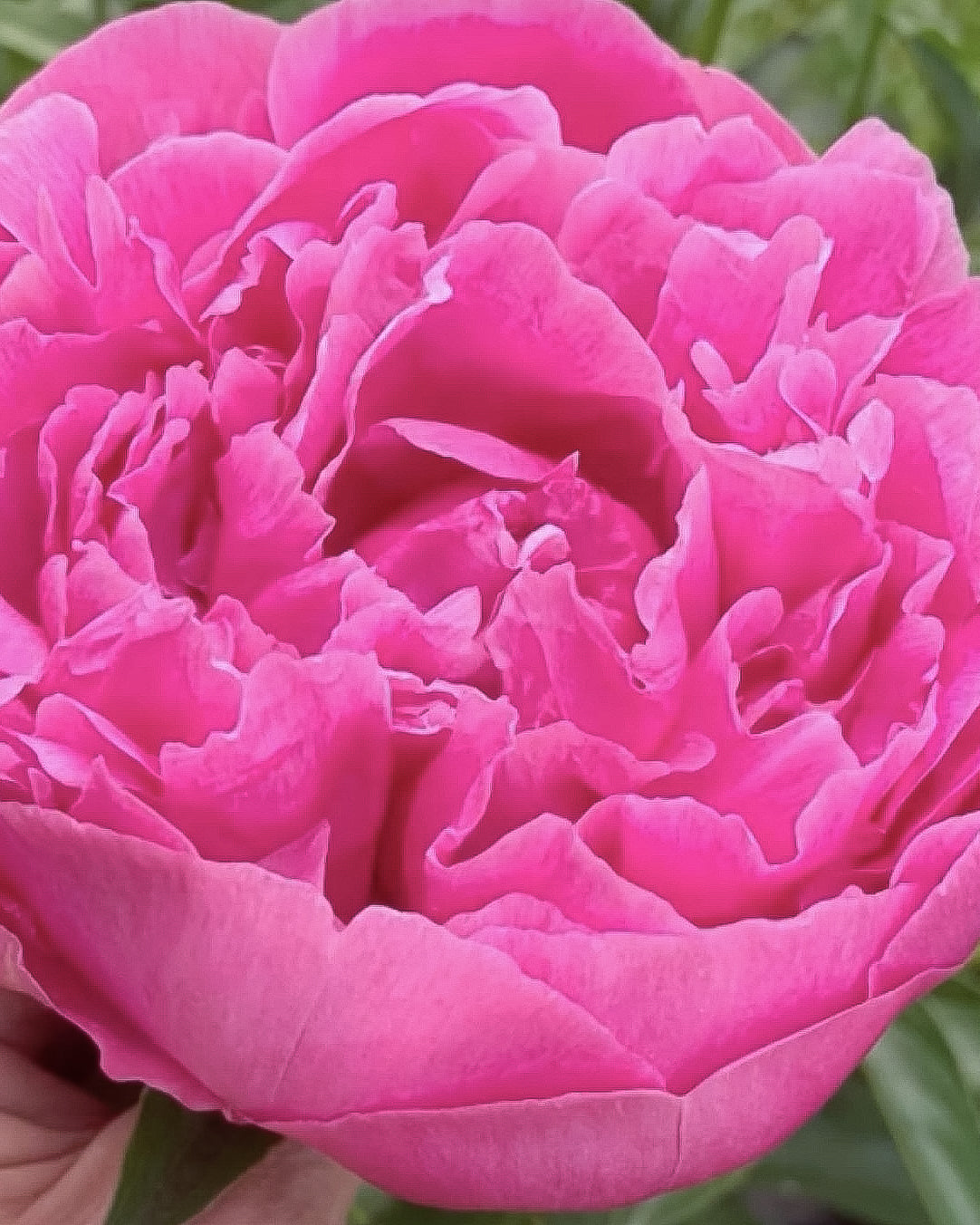 A close-up of a vibrant pink Jacorma peony flower with layered ruffled petals, held by a hand at the bottom left against a blurred green background.