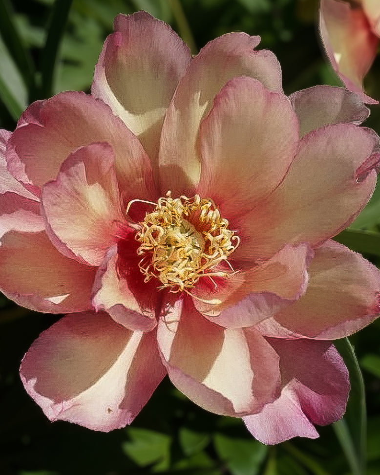 A close-up of a blooming Julia Rose peony flower with layered pink and cream petals and a yellow-orange center, set against dark green foliage.