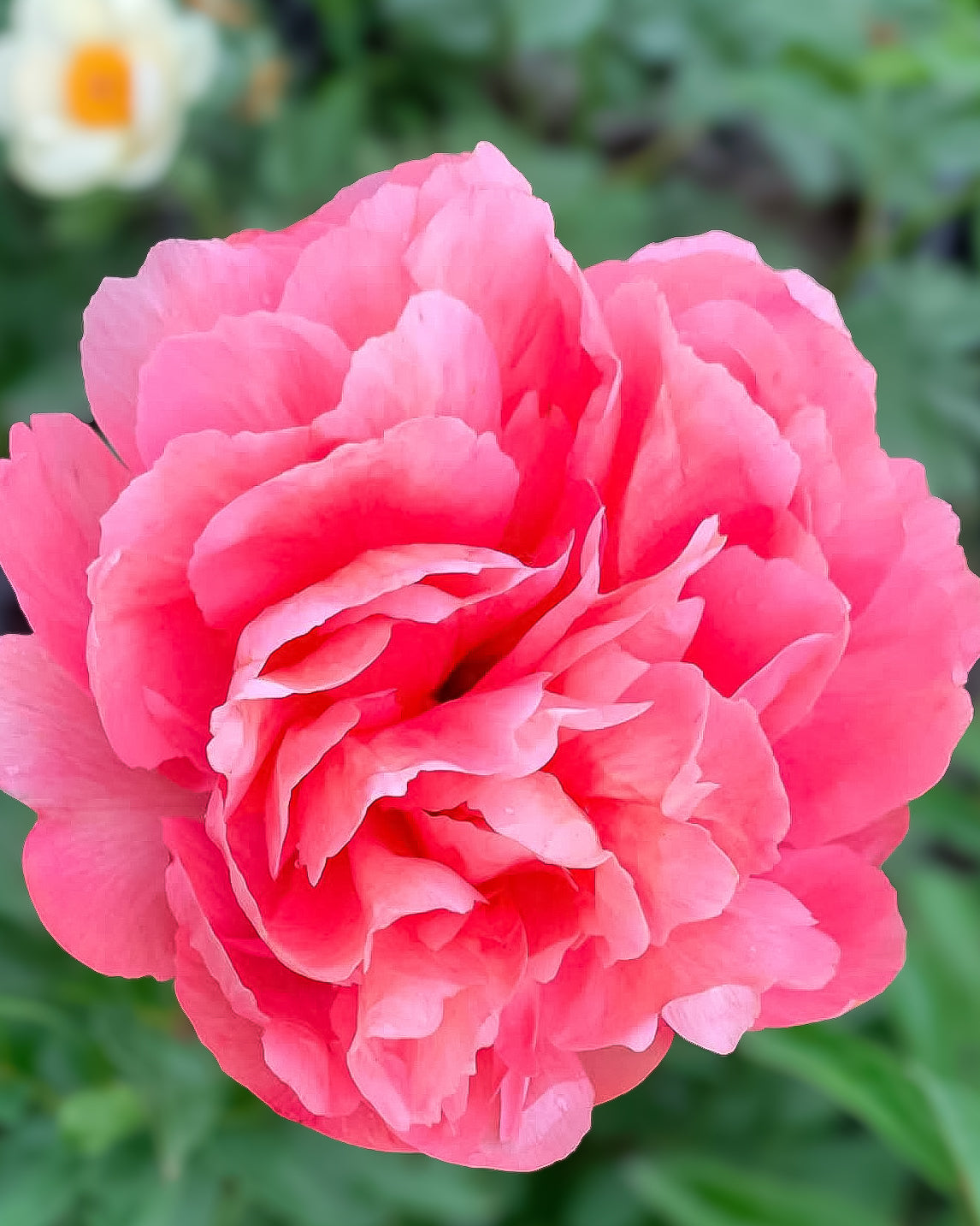 A close-up of a vibrant pink Lorelei peony flower in full bloom, set against a soft-focus background of green foliage.