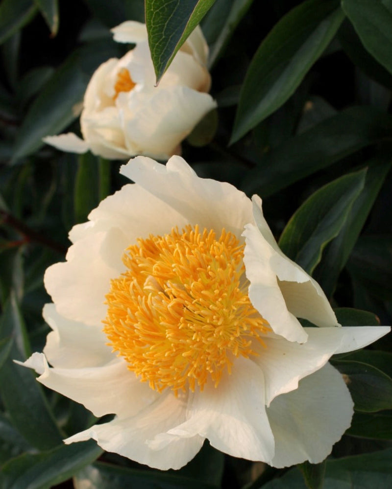 White peony flower with a yellow center on a dark green leafy background