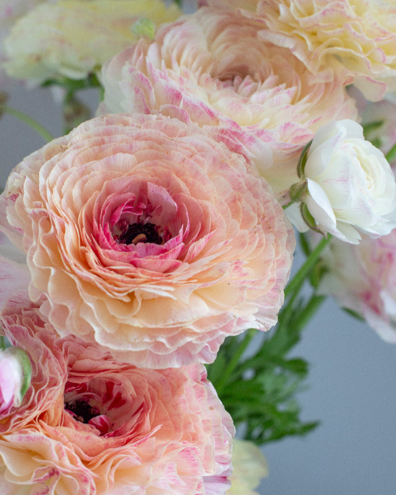 Ruffled Italian ranunculus Sfumato with picotee edges