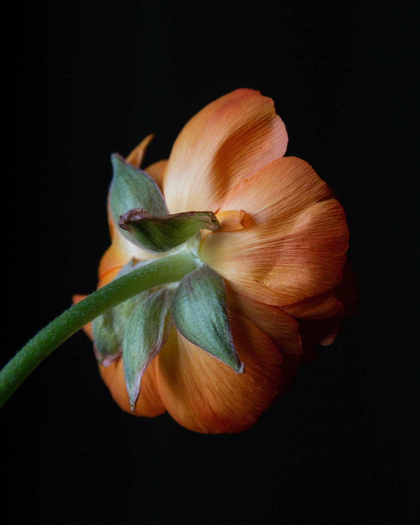 An orange ranunculus flower with green sepals and stem, photographed against a solid black background.