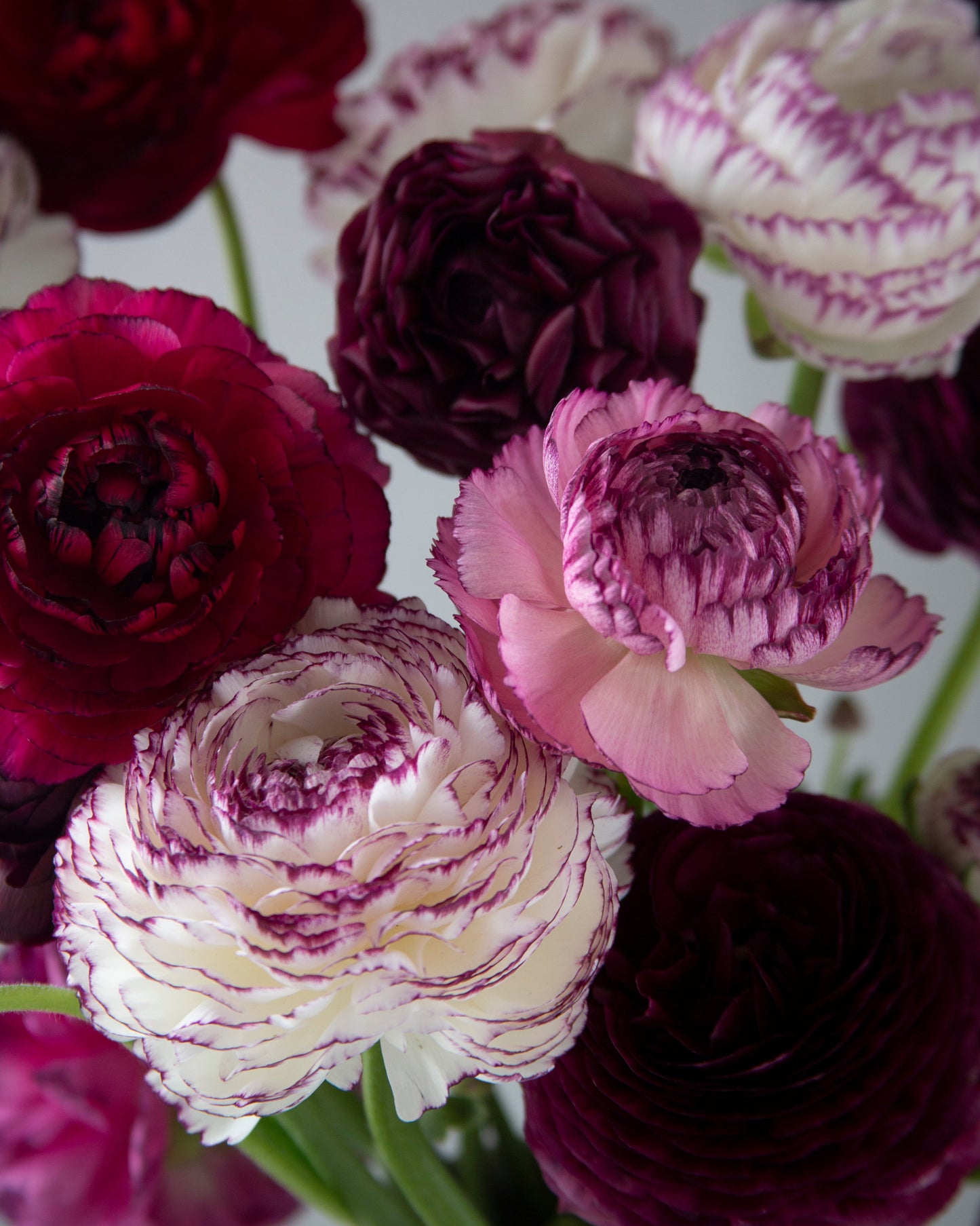 Bouquet of purple and white flowers with a blurred background