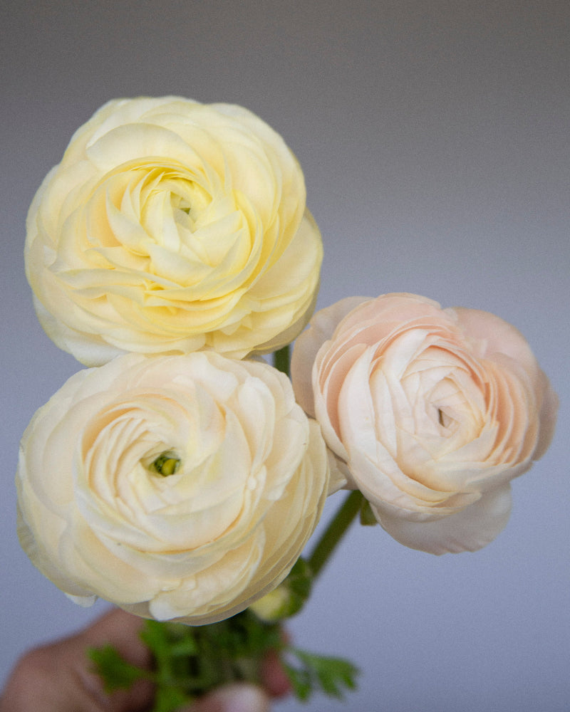 Blush, pink, cream, yellow, and cantaloup ranunculus