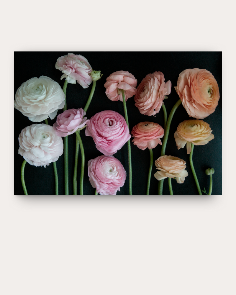 Ranunculus Dolce Amour Print