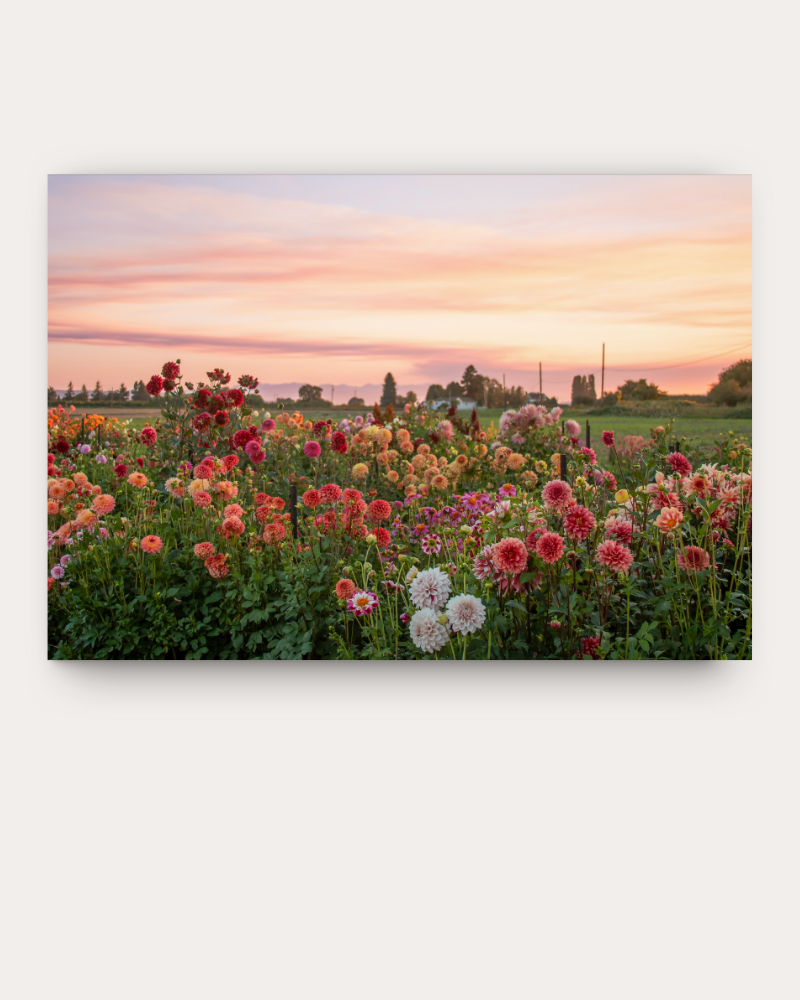 Flower Field Wallpaper Mural