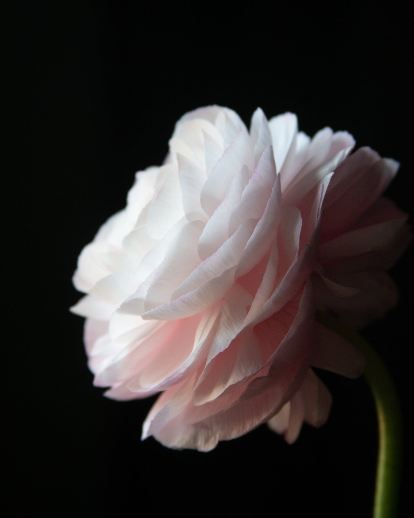 Pink flower against a black background