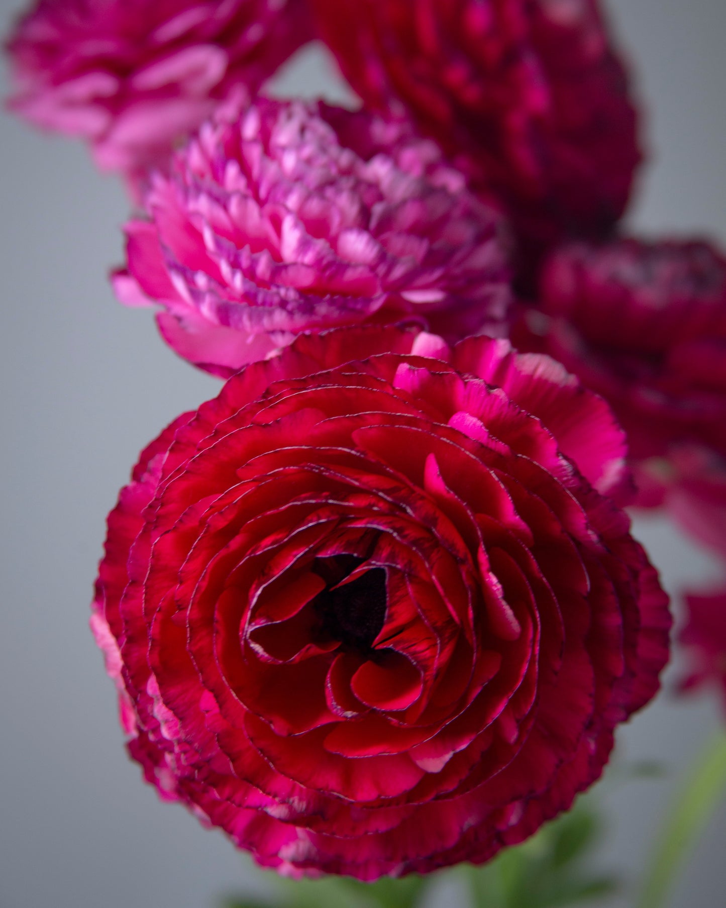 Close-up of pink and red flowers with a blurred background