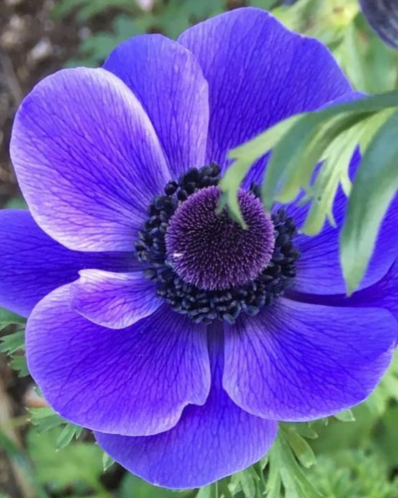 Anemone Blu