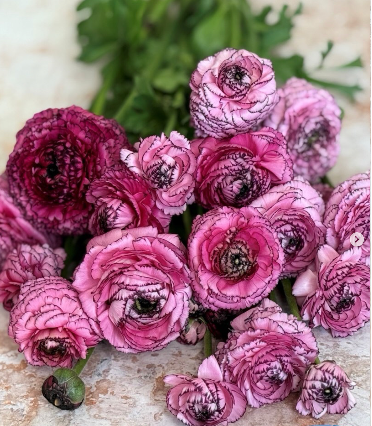 Ranunculus Rosa Striato