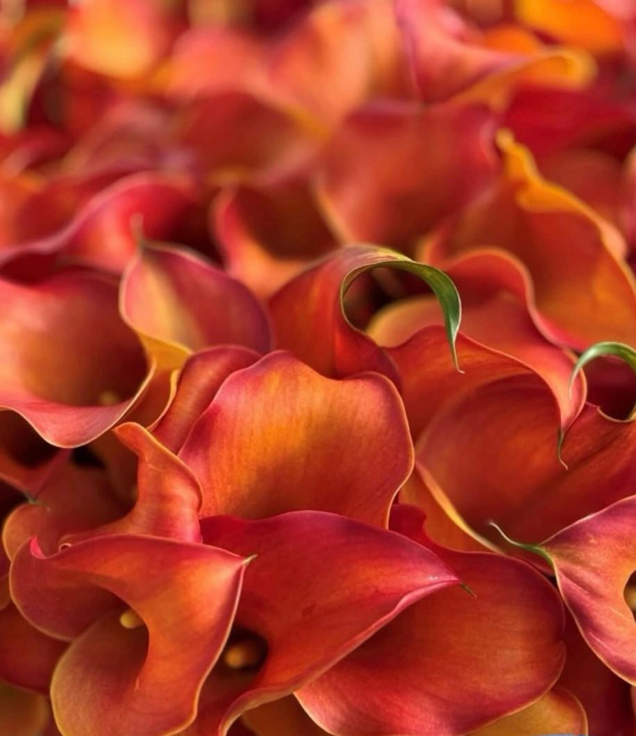Calla Lily Captain Odeon