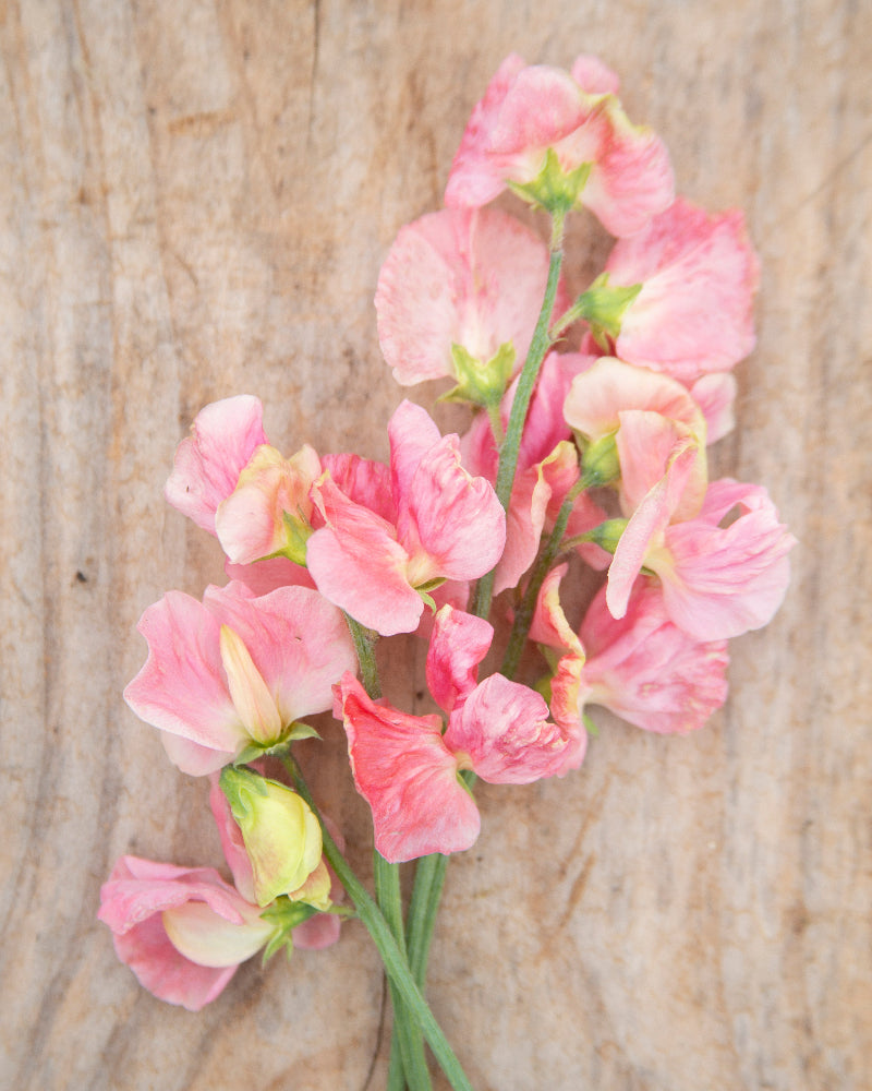 Sweet Pea Susan Burgess