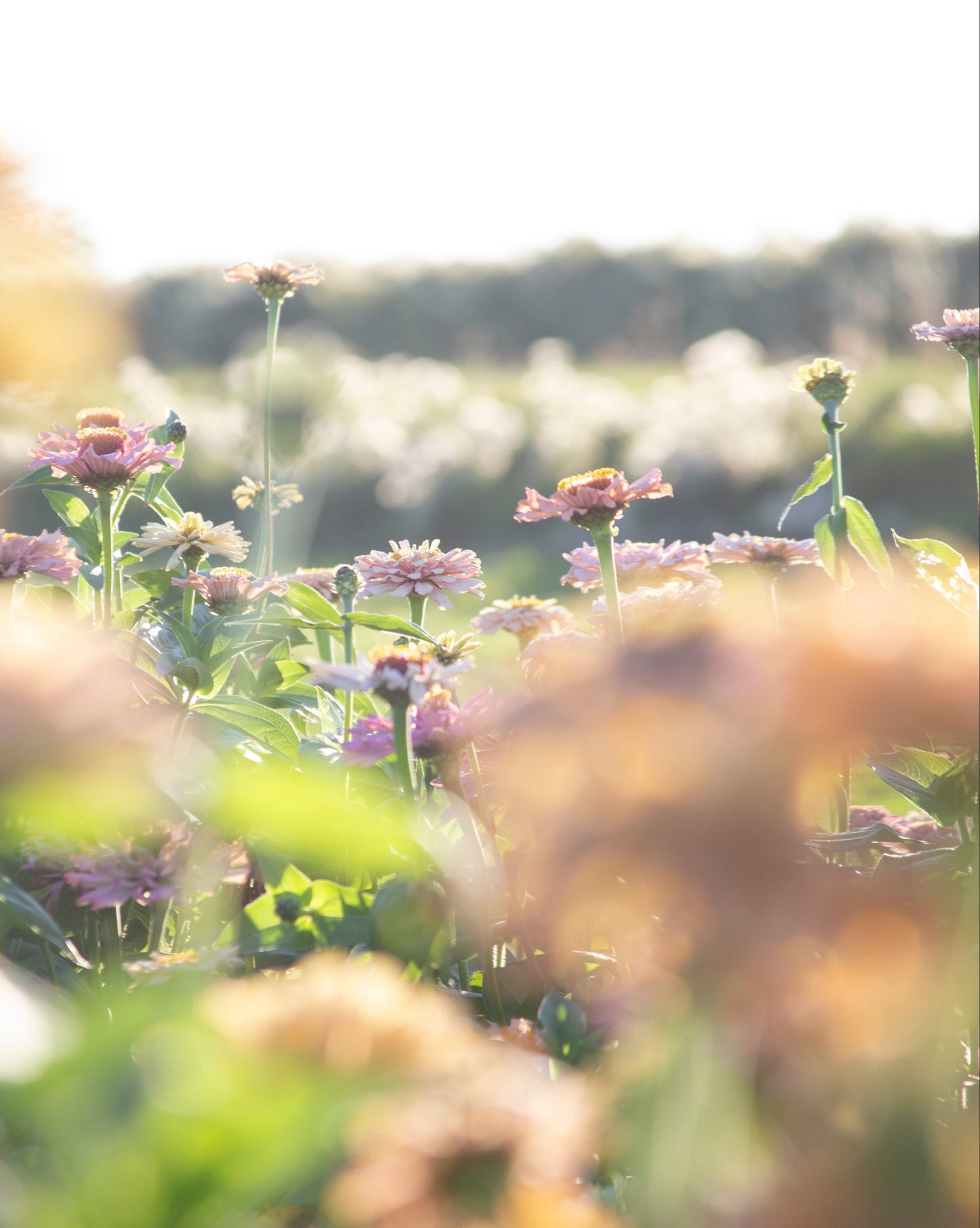 Blurred image of a garden with flowers and greenery