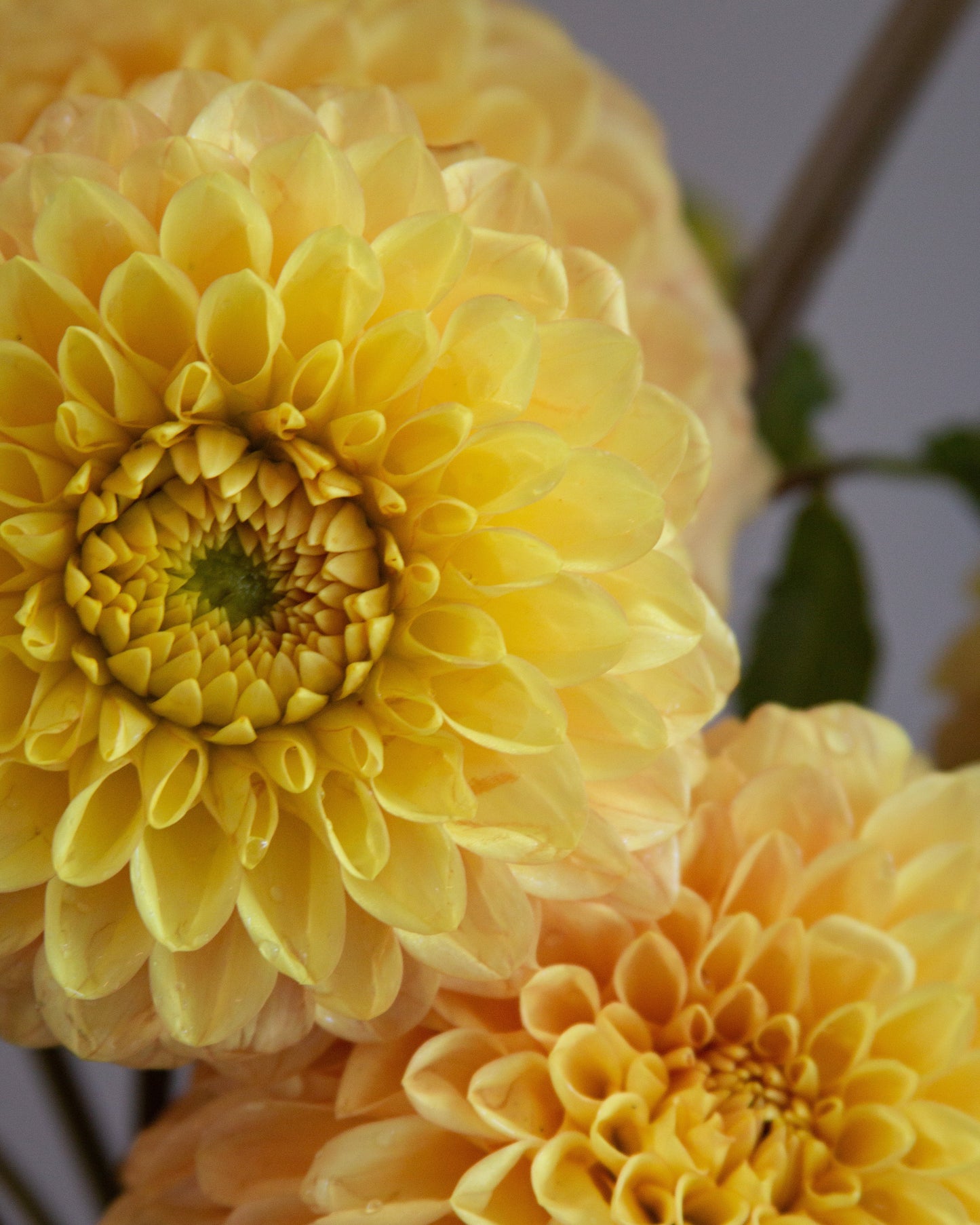Close-up of two yellow flowers with a blurred background