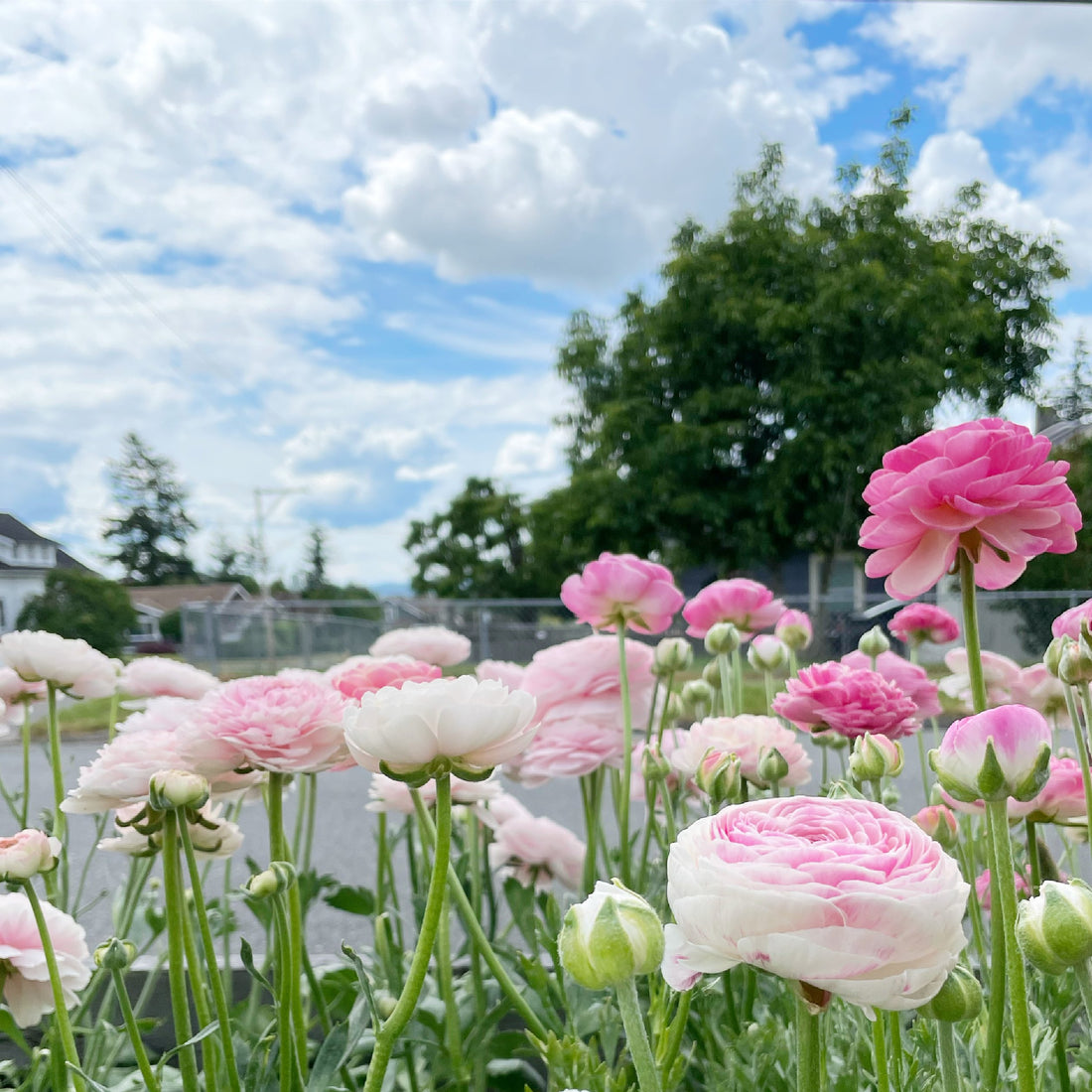 How do I pre-sprout my corms?