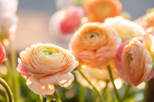 Where Do I Plant My Anemones & Ranunculus?